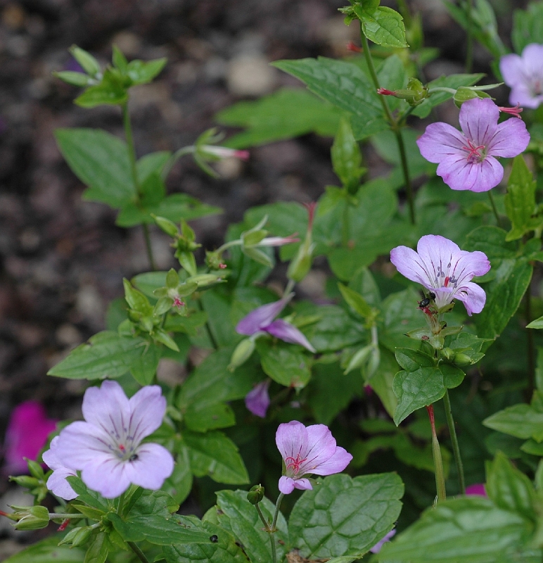 Geranium Nodosum Simon